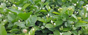 茉莉花耐寒吗