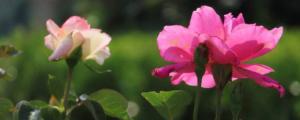 月季花期应注意什么