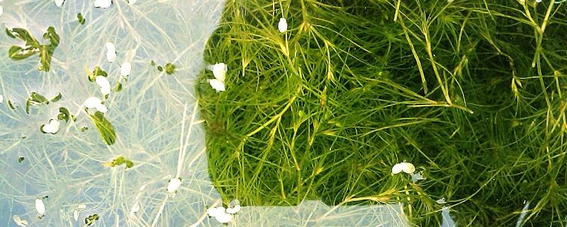 藻类植物的繁殖方式