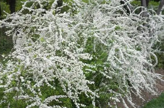 雪柳需要阳光吗