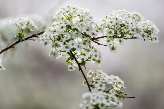 雪柳需要阳光吗