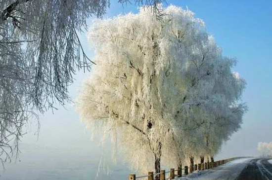 雪柳需要阳光吗