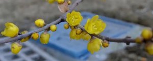 黄色腊梅花的花语和寓意