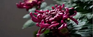 菊花的品种和花型