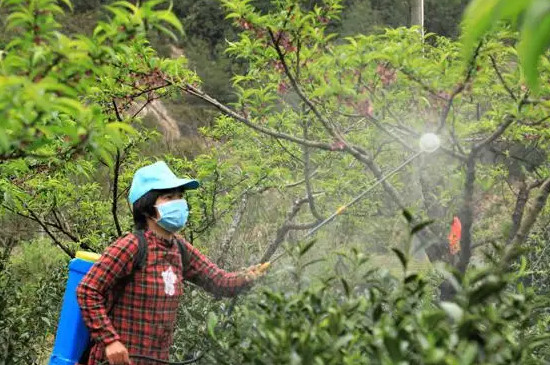 桃树木腐病的治疗方法