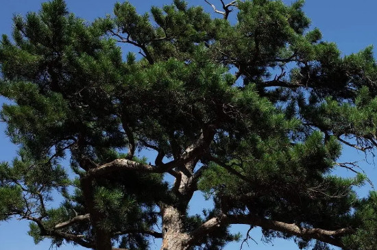 常青树的寓意与象征