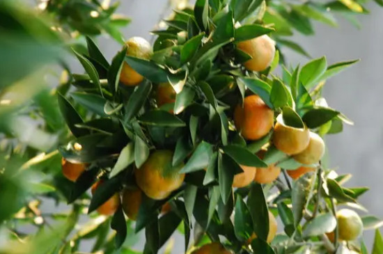 金钱橘种植怕什么