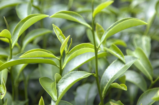 马黛茶是什么植物