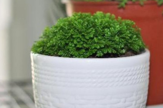 绿地球寓意和象征