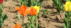 郁金香的正确栽培方法