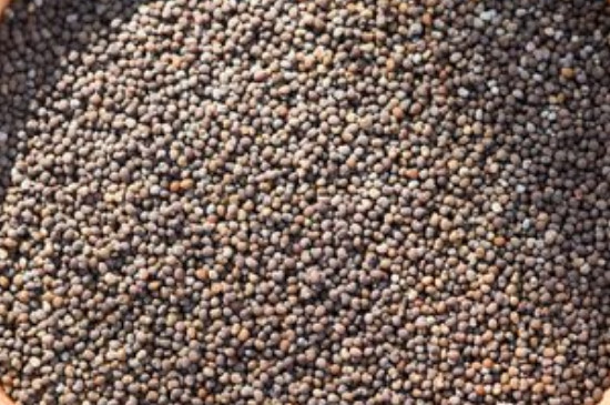 风铃花种子要泡吗