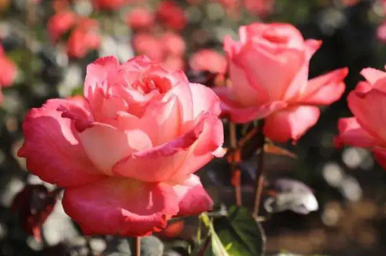 几乎不生病的月季品种