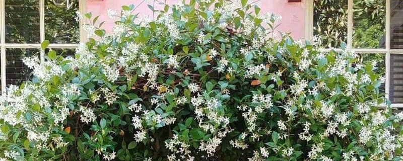 一年四季开花的植物有哪些