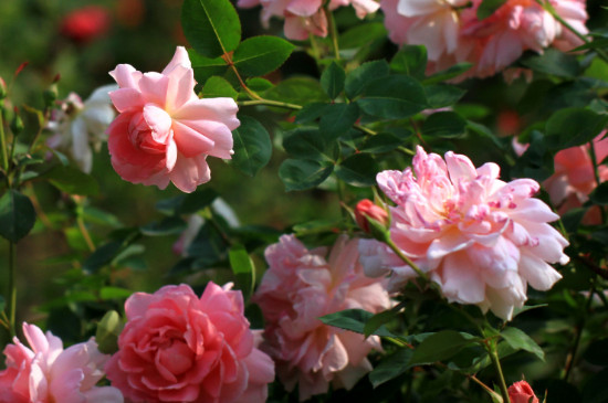 一年四季开花的植物有哪些