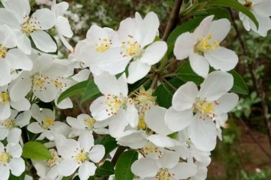 一年四季开花的植物有哪些
