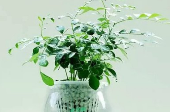 水培植物多久换一次水