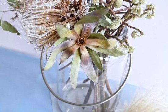 马醉木插水里能养多久