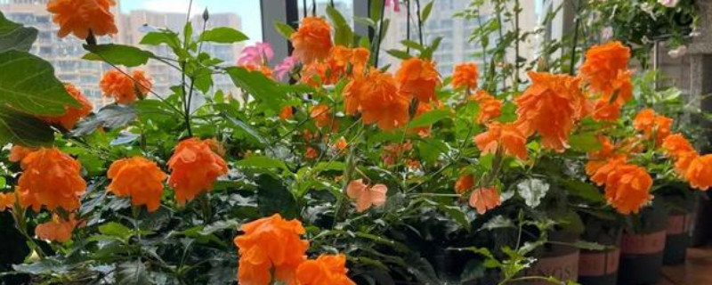 特别耐阴的室内植物