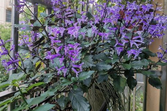 特别耐阴的室内植物