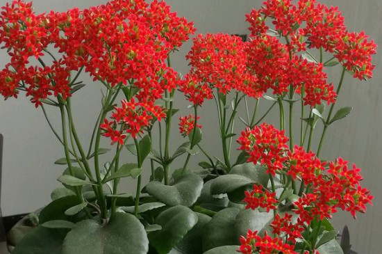 特别耐阴的室内植物