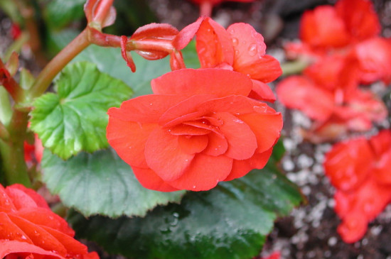 特别耐阴的室内植物