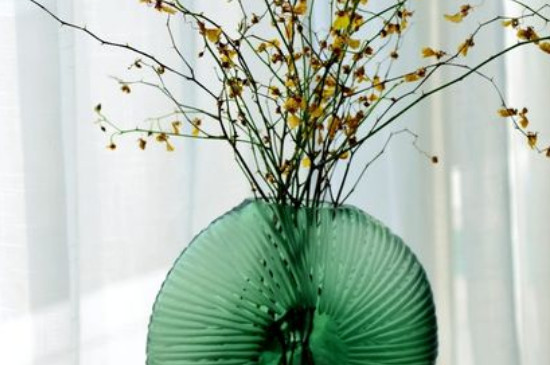 刚买的干枝腊梅怎样让它发芽