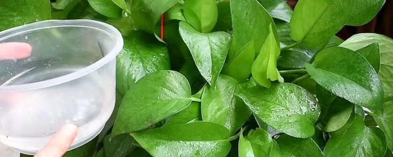 绿萝加什么东西长得旺盛