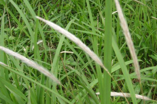 农村常见300种野草