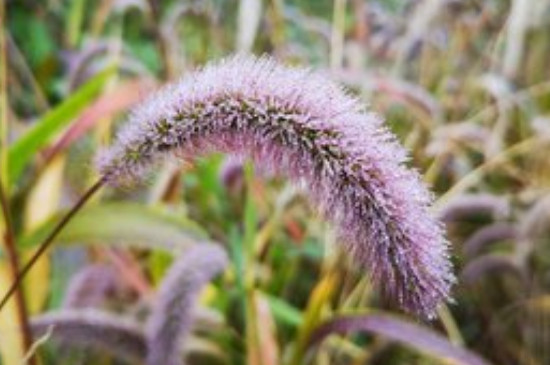 农村常见300种野草