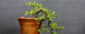 荀子盆景养殖方法和注意事项