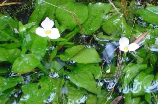 100种沉水植物
