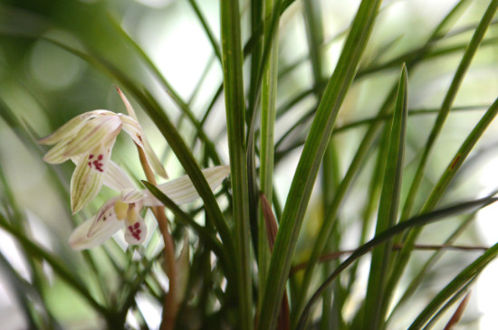 花中君子是哪四种花