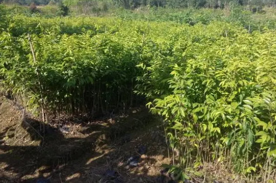 沉香的种植和管理