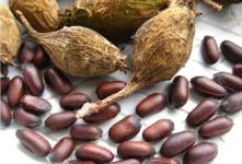 蜡梅种子：巴豆