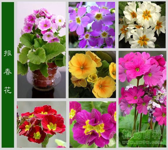 报春花