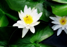 植物生长的影响因素