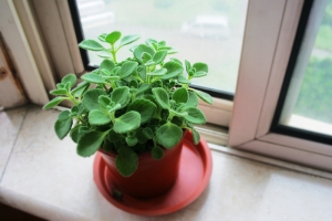 碰碰香有毒吗：没毒,有微弱的香味
