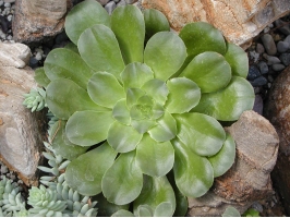 怎样才能保持莲花掌株型：每隔2年重新扦插