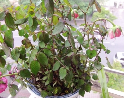 盆栽月季为什么花越开越小：要坚持每年换盆