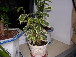 花叶榕为何大量落叶
