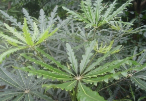 怎样防止孔雀木枝条徒长和烂根