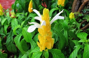 怎样使金苞虾衣花花色艳丽