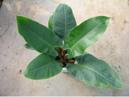 绿帝王种植要点：宜用腐叶土