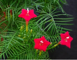 怎样种植茑萝