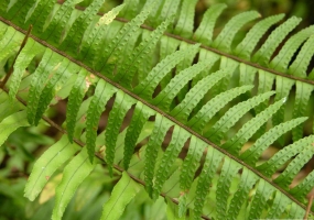 肾蕨栽培有哪些要点