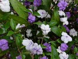 鸳鸯茉莉花养护应注意些什么