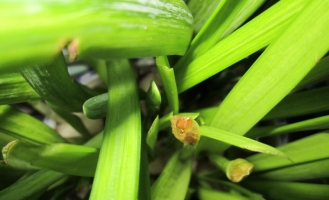 水仙花为何会出现“哑花”