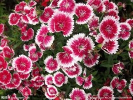 石竹花期：春秋两季可开花