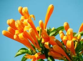 炮仗花花期：花期长,花开富丽堂皇