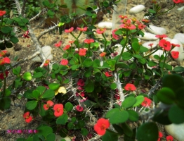 虎刺的养殖方法：喜湿润常喷水，但不可积水